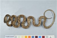 藏品(臺灣鈍頭蛇)的圖片